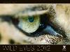 WILD EYES 2012 - NSTNN KALEND - 