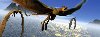 Zloka - ھaska - Pterodactylus - neuveden