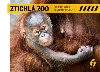 Ztichl zoo - Co jste kvli pandemii nevidli - Miroslav Bobek,Petr Hamernk