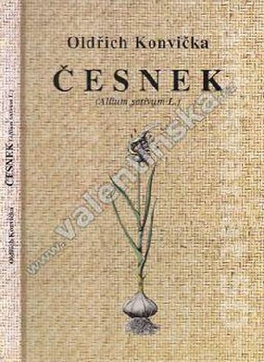 Česnek (Allium sativum L.) - Konvička Oldřich