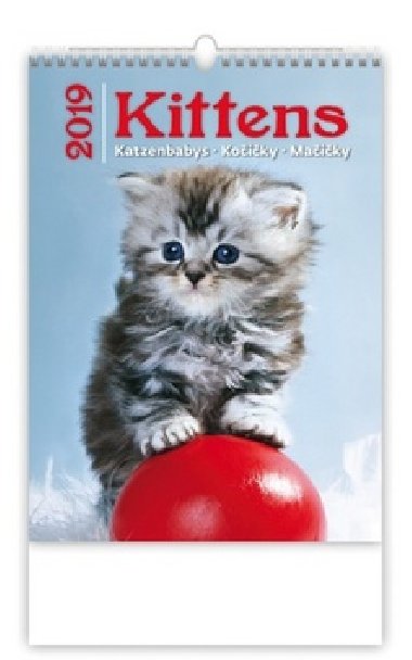 Kalend nstnn 2019 - Kittens/Katzenbabys/Koiky/Maiky - Helma
