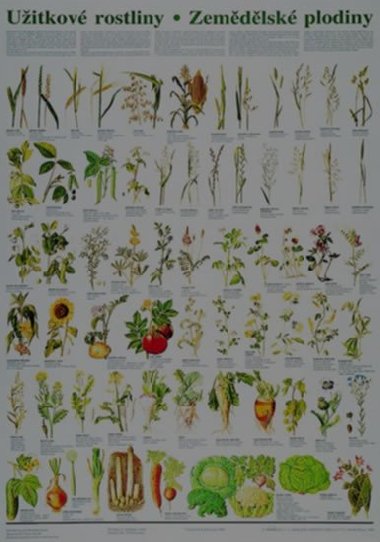 Plakt - Uitkov rostliny - zemdlsk plodiny - neuveden
