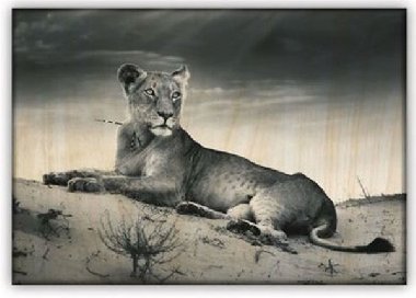 Obraz: Lioness (485x340) - neuveden
