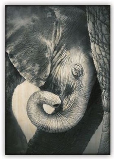 Obraz: Little Elephant (340x485) - neuveden