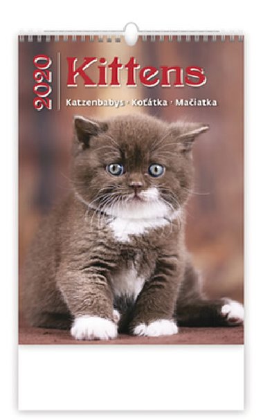Kittens/Katzenbabys/Kotka/Maiky - nstnn kalend 2020 - Helma