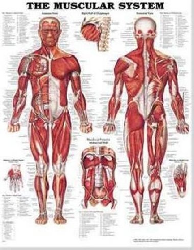 Muscular System Chart: Wallchart - kolektiv autor