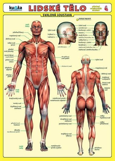 Lidsk tlo - svalov soustava - tabulka - Petr Kupka