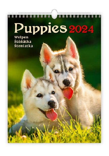 Kalendář nástěnný 2024 - Puppies - Helma
