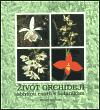 ivot orchidej - Miloslav Studnika