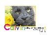 Calvins English for children / Anglitina pro dti 1 + CD - Aalma L.