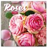 Kalendář poznámkový 2020 - Růže, voňavý, 30 × 30 cm - Presco