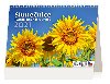 Kalend 2021 stoln: Slunenice tdenn s citty 211x148 mm - Helma