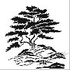 TCW ablona 30,5 x 30,5 cm - Cypress Tree - neuveden