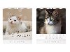 Malý Cats 2024 - nástěnný kalendář - MFP Paper