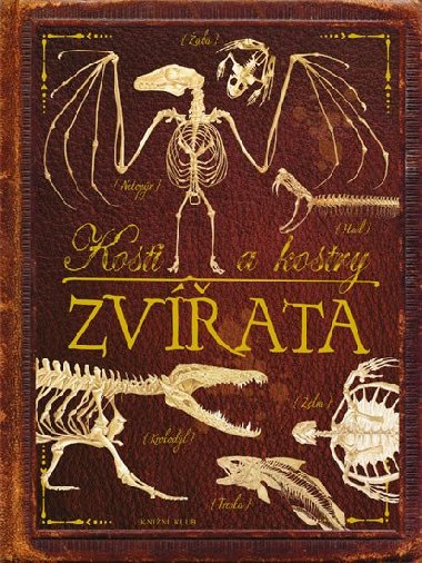 Kosti a kostry: Zvata - Knin klub