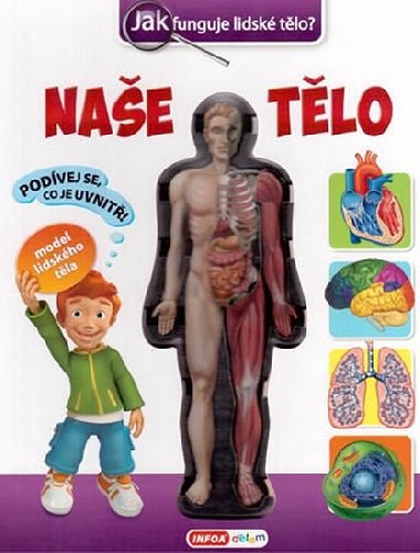 Nae tlo - Jak funguje lidsk tlo? - Infoa