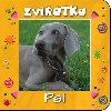 Zvtka psi - 