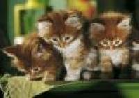 Puzzle heye lena, linus und lulu 1000 whiskas - 