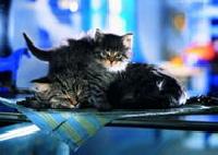 Puzzle heye floppi und moppi 1000 whiskas - 