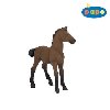 Anglický thouroughbred mládě - 