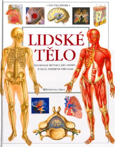 Lidsk tlo - Smith a kol.