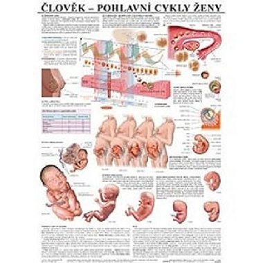 Plakt - lovk - Pohlavn cykly eny - neuveden