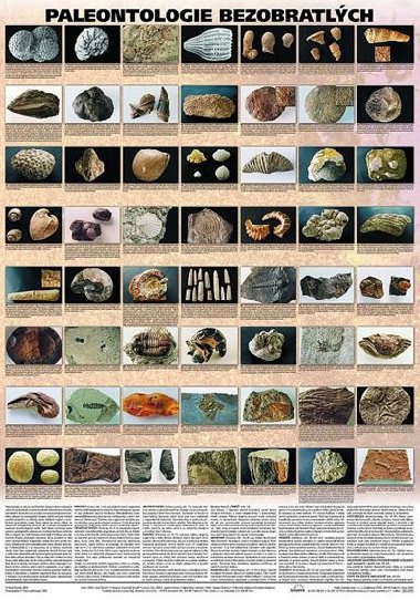 Plakt - Paleontologie bezobratlch - neuveden