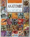 Anatomie - neuveden