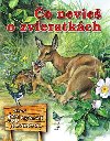 o nevie o zvieratkch - 