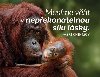 Magnet na lednici - Musíme věřit v nepřekonatelnou sílu lásky. - Chinmoy Sri