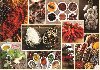 Koen: Puzzle/1000 dlk - neuveden