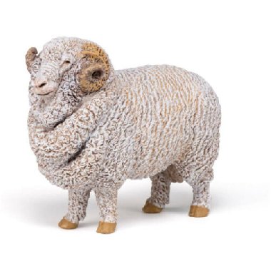 Beran merino - 