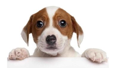 Pohlednice 3D - Jack russel - 