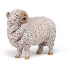 Beran merino - 