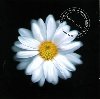 Dopisy z kvtin (20th Anniversary) - Vlasta Redl
