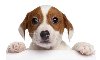 Pohlednice 3D - Jack russel - 