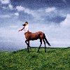 Super Pedestrian - CD - Dirusso Annie