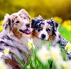 Dogs 2026 - nstnn kalend - 