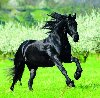 Horses 2026 - nstnn kalend - 